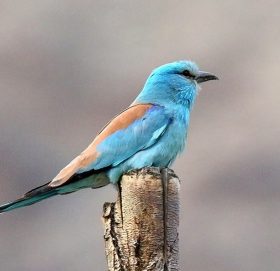 मुस्ताङमा नयाँ प्रजातिको चरा भेटियो
