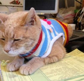 जब मतदाताहरुले सबै उम्मेदवारलाई अस्विकार गरी बिरालोलाई जिताए