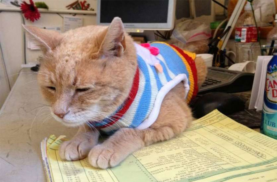 जब मतदाताहरुले सबै उम्मेदवारलाई अस्विकार गरी बिरालोलाई जिताए