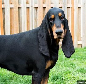 यो हो संसारकै लामो कान भएको कुकुर, गिनिज बुकमा लेखायो नाम