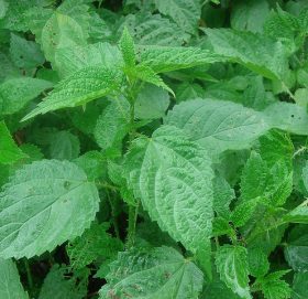 औषधीय गुण बोकेको सिस्नोका यस्ता छन् फाइदा