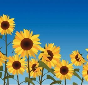 सूर्यमुखी किन सूर्यको दिशातिर फर्किन्छ ? यस्तो छ वैज्ञानिक कारण