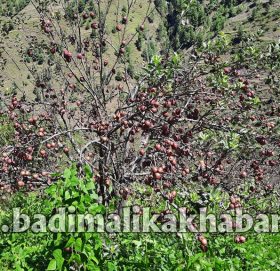 बाजुरामा स्याउ गाउँ बाट बजार सम्म अनुदानमा ढुवानी हुदै