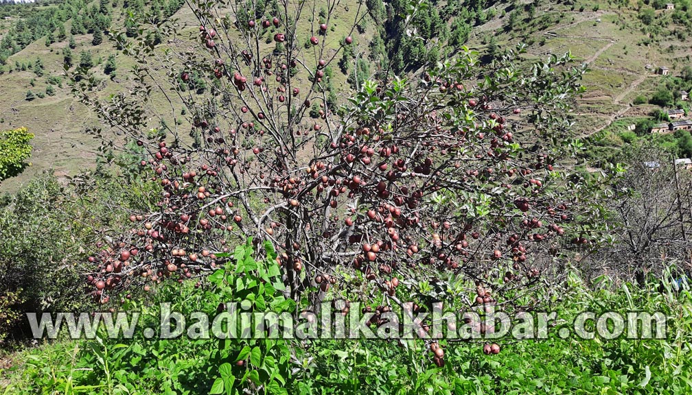 बाजुरामा स्याउ गाउँ बाट बजार सम्म अनुदानमा ढुवानी हुदै