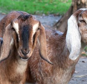 बाख्रा बाँडेको नक्कली फोटो राखेर रकम वितरण