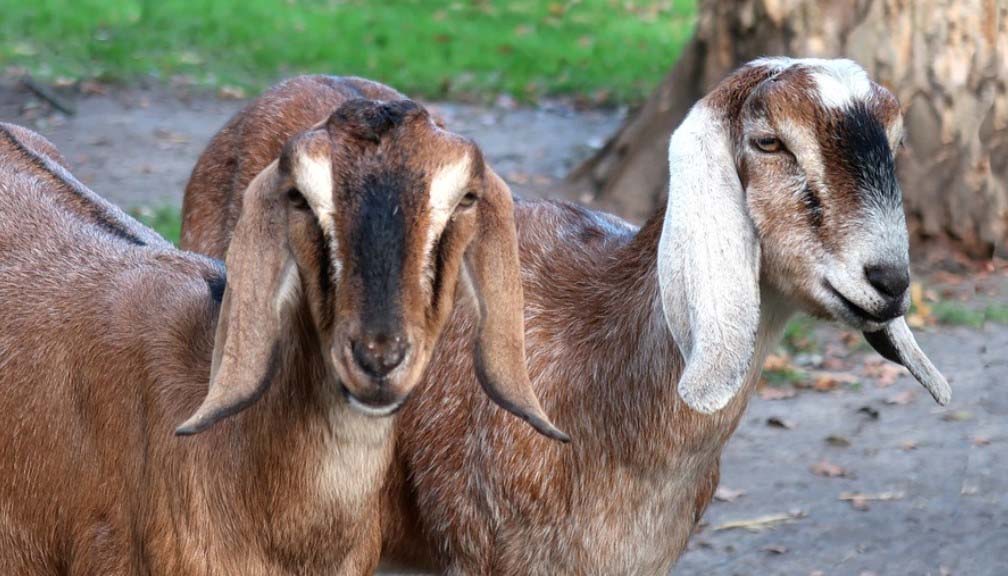 बाख्रा बाँडेको नक्कली फोटो राखेर रकम वितरण