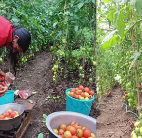बझाङको छबिस पाथिभेरा गाउँपालिका ७ मजखोरीमा तरकारी खेतीबाट मनयग्य आम्दानी गर्दै किट्टी देवी मण्डेल