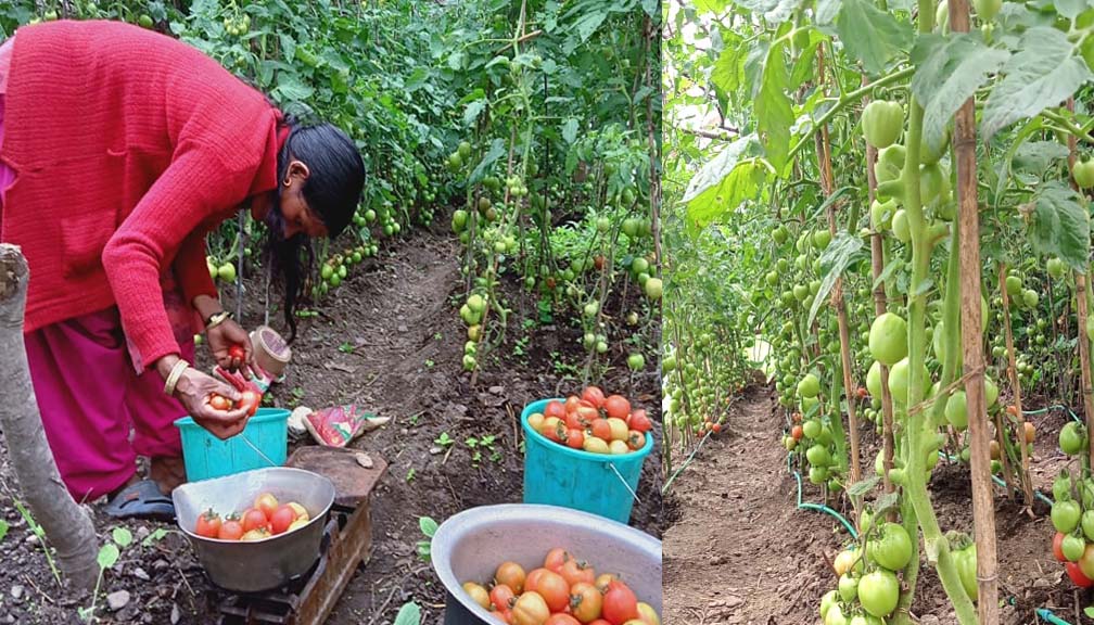 बझाङको छबिस पाथिभेरा गाउँपालिका ७ मजखोरीमा तरकारी खेतीबाट मनयग्य आम्दानी गर्दै किट्टी देवी मण्डेल