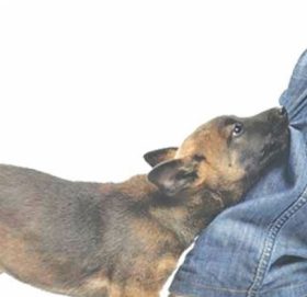 कुकुरले बालिकालाई टोकेपछि मालिक गिरफ्तार