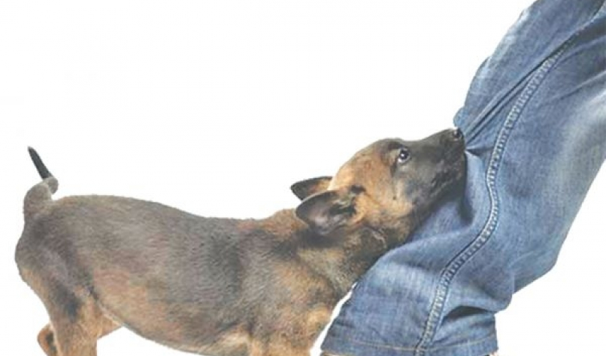 कुकुरले बालिकालाई टोकेपछि मालिक गिरफ्तार