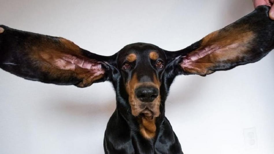 कुकुरको कान कति लामो ? गिनिज बुकमा रेकर्ड कायम