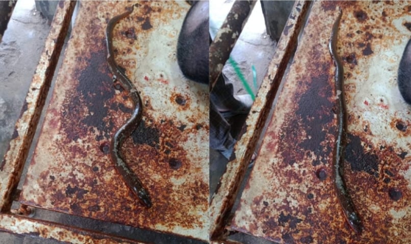 बल्छीमा परेको सर्पजस्तै माछा टोक्दा गयो ज्यान