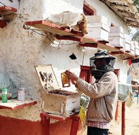 बझाङको थलारामा १० दिने आधुनिक मौरी घार निर्माण तालिम सम्पन्न