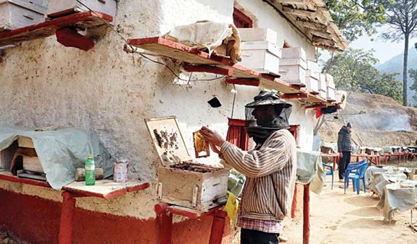 बझाङको थलारामा १० दिने आधुनिक मौरी घार निर्माण तालिम सम्पन्न