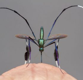 यो हो संसारको सबैभन्दा सुन्दर लामखुट्टे