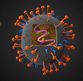 के हो निपाह भाइरस ? कसरी बच्ने ?