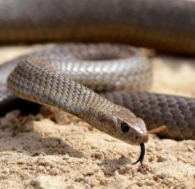 सप्तरीमा सर्पले डस्दा दिदीभाइको मृत्यु