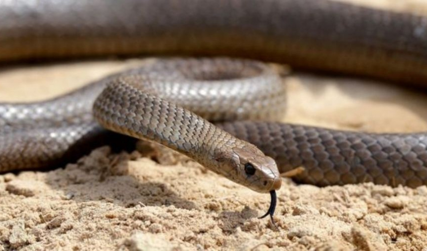 सप्तरीमा सर्पले डस्दा दिदीभाइको मृत्यु