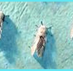 म्याग्दीका गाउँगाउँमा ‘सेतो पुतली झुस’ समस्या