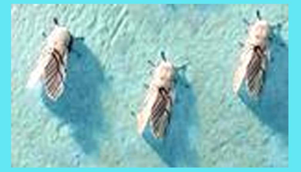 म्याग्दीका गाउँगाउँमा ‘सेतो पुतली झुस’ समस्या