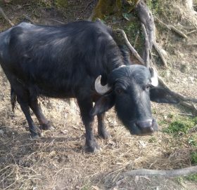 बिरामी भैंसीको मासु खाँदा गाउँ नै त्रसित, ७० जनाले लगाए रेविज विरुद्धको खोप