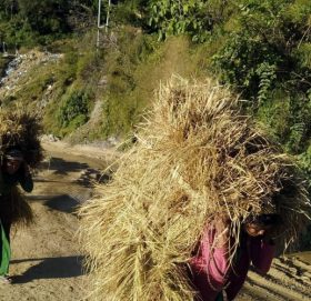 सुदूरपश्चिमका किसानलाई खेतबारीमै दसैं