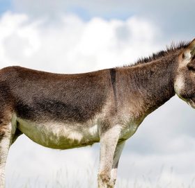 गधाको दूधको पनिर सबैभन्दा महँगो !