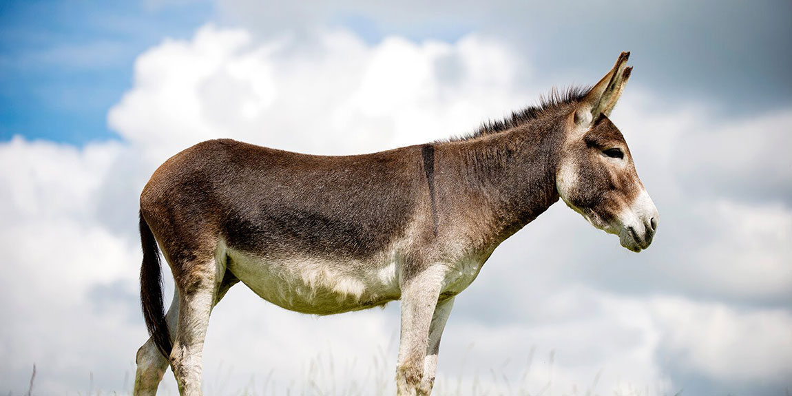 गधाको दूधको पनिर सबैभन्दा महँगो !