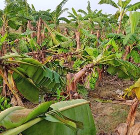 हावाहुरीले सप्तरीमा केरा बगानमा २५ लाखको क्षति