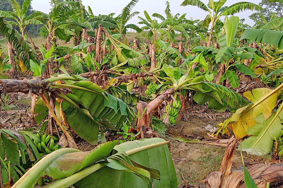 हावाहुरीले सप्तरीमा केरा बगानमा २५ लाखको क्षति