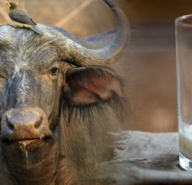 भैँसीको बेमौसमी प्रजनन गराउन नेपालका विज्ञहरू सफल