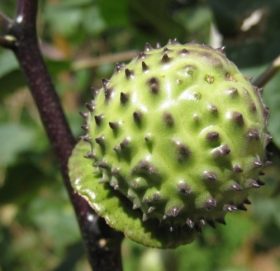 यस्तो छ कालो धतुरोको औषधीय महत्व