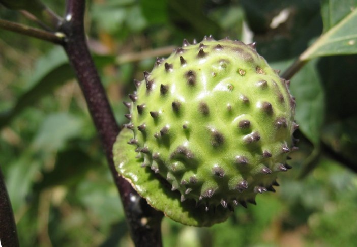 यस्तो छ कालो धतुरोको औषधीय महत्व