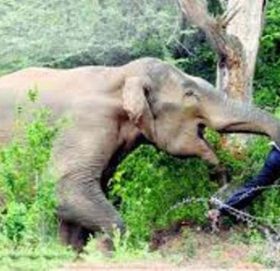 जङ्गली हात्तीको आक्रमणबाट वृद्धको मृत्यु