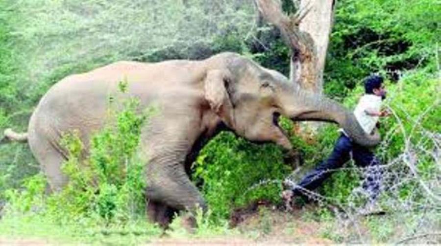 जङ्गली हात्तीको आक्रमणबाट वृद्धको मृत्यु