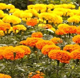 फूल किन्न दिनदिनै व्यापारी घरमै आउन थालेपछि ….