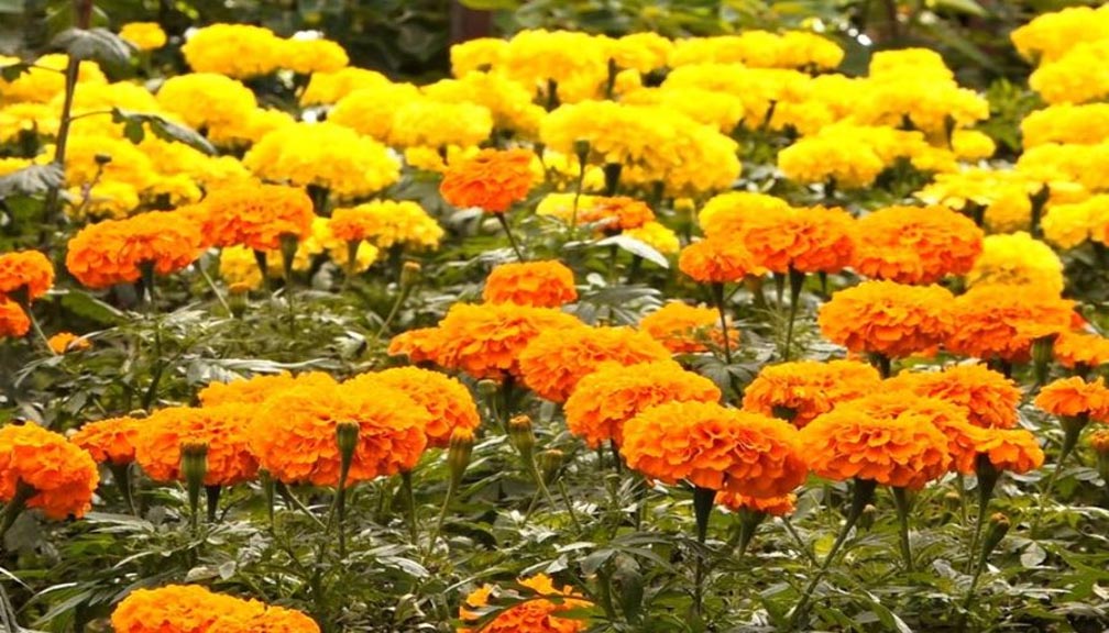 फूल किन्न दिनदिनै व्यापारी घरमै आउन थालेपछि ….