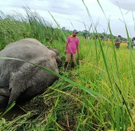करेन्ट लागेर हात्तीको मृत्यु