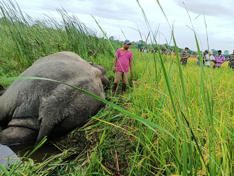 करेन्ट लागेर हात्तीको मृत्यु