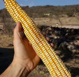 यहाँ फल्छ संसारकै ठूलो मकैको घोँगा