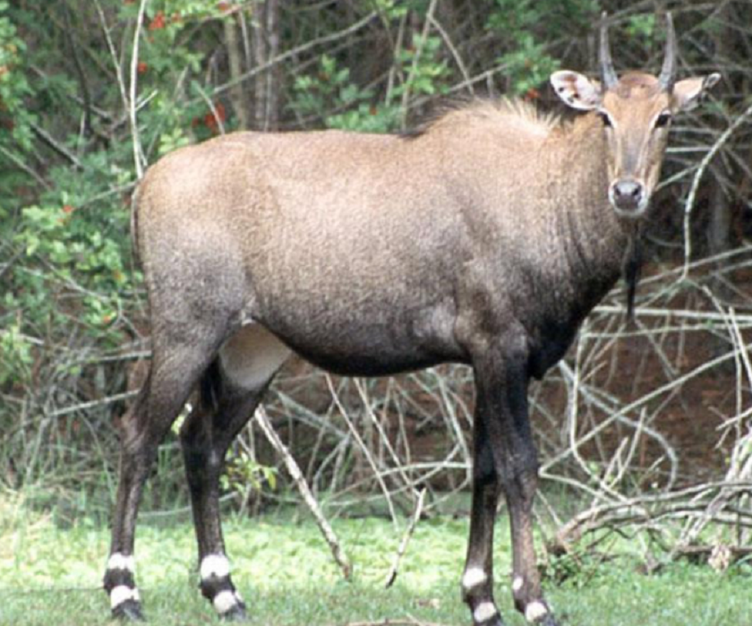 गाडीको ठक्करबाट निलगाईको मृत्यु