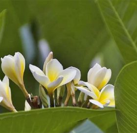 संसारकै अनौठो फूल जसमा कहिल्यै भमरा बस्दैन !