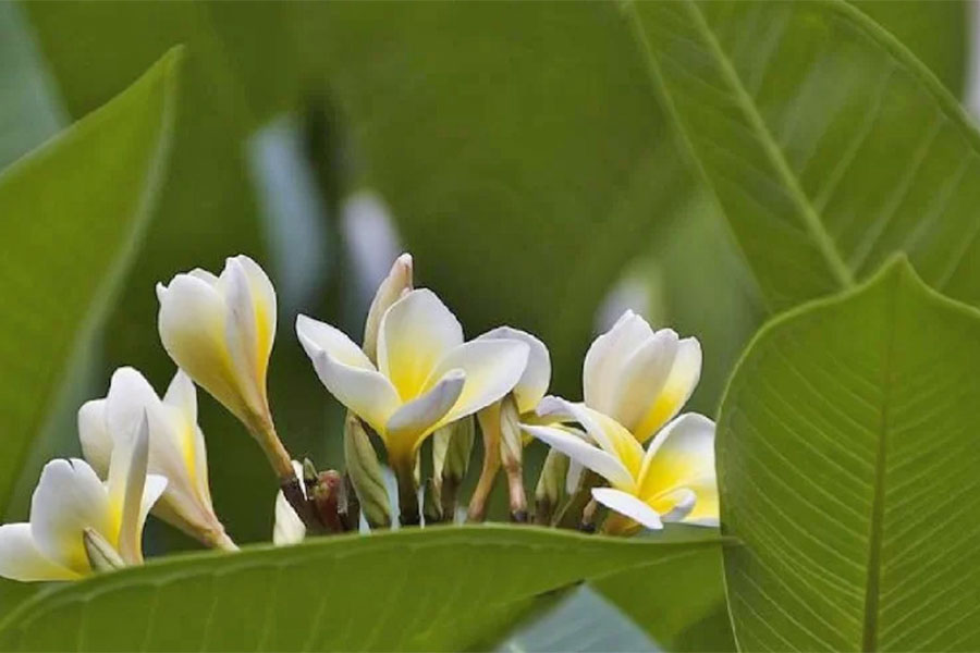 संसारकै अनौठो फूल जसमा कहिल्यै भमरा बस्दैन !