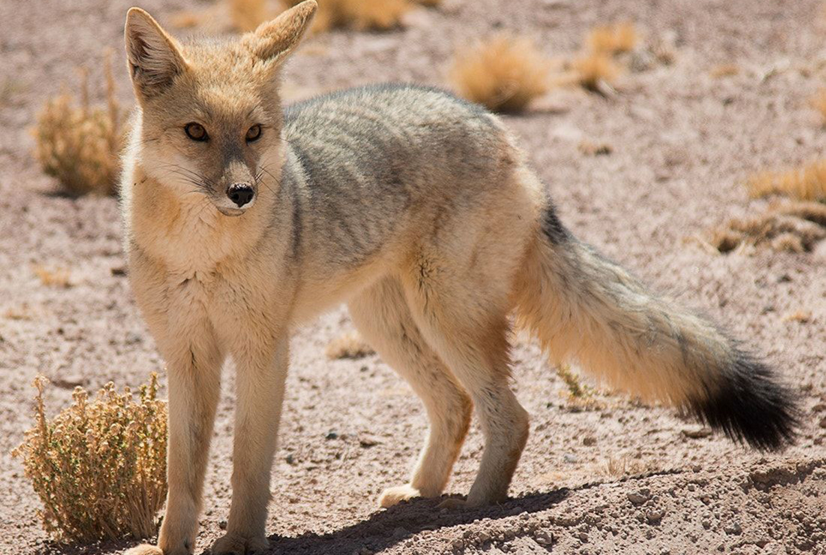 पेरुमा कुकुर फ्याउरोमा परिणत भएपछि…