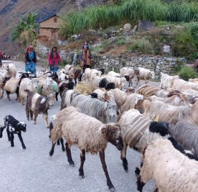 चिसोले भोटेजनजाति गाउँ छोडेर बेशितिर