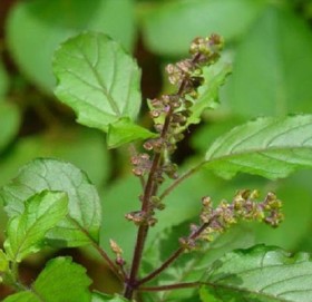 आज हरिबोधनी एकादशी पर्व मनाइँदै