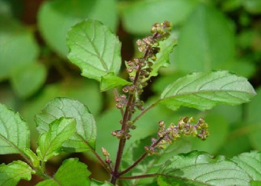 आज हरिबोधनी एकादशी पर्व मनाइँदै
