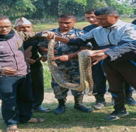 कञ्चनपुरमा ७ फिट लामो अजिङ्गर फेला