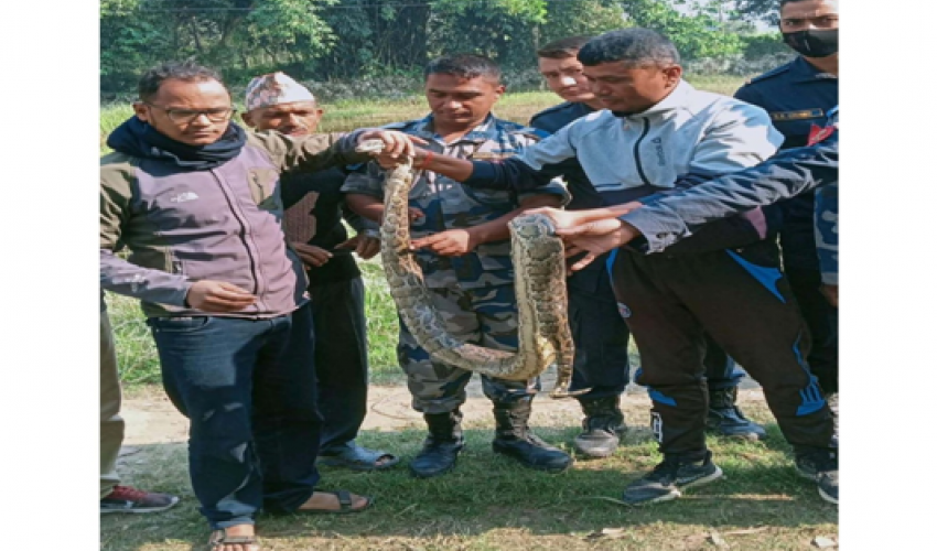 कञ्चनपुरमा ७ फिट लामो अजिङ्गर फेला