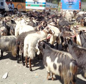 च्याङग्रा बेचेर मुस्ताङमा ३५ करोड भित्रियो